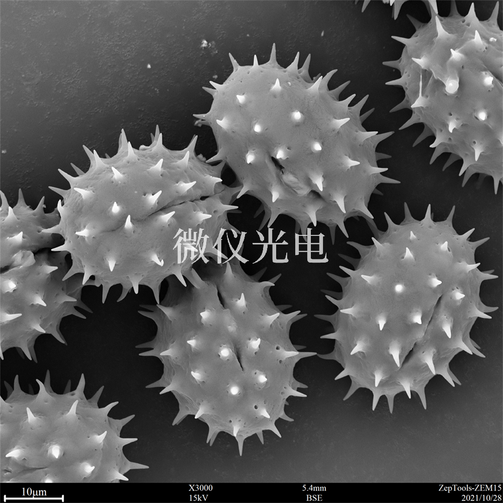 掃描電鏡測樣，要注意什么？